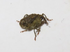 Parethelcus pollinarius