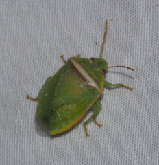 Piezodorus oceanicus