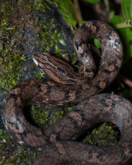 Common Mock Viper photo 3
