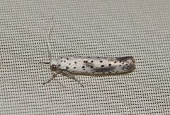 Yponomeuta irrorellus