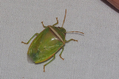 Piezodorus oceanicus