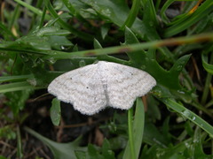 Scopula incanata