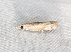 Culladia hastiferalis