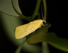 Earias luteolaria
