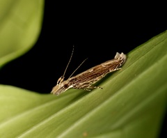 Hypatima spathota