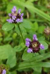 Prunella vulgaris