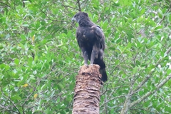 Nisaetus cirrhatus limnaeetus