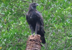 Nisaetus cirrhatus limnaeetus