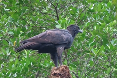 Nisaetus cirrhatus limnaeetus