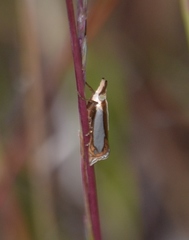 Crambus watsonellus