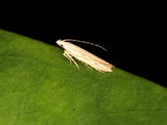 Parametriotinae