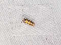 Promalactis lobatifera