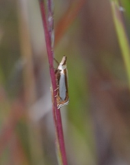 Crambus watsonellus