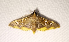Prophantis adusta