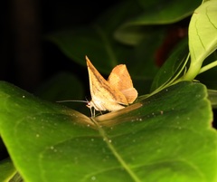 Pseudonadagara semicolor