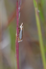 Crambus watsonellus
