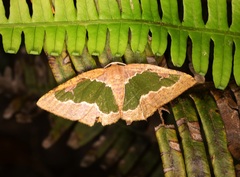 Celenna festivaria
