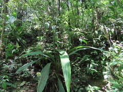 Calanthe lyroglossa