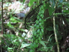 Calanthe lyroglossa