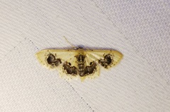 Idaea macrospila