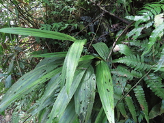 Calanthe formosana
