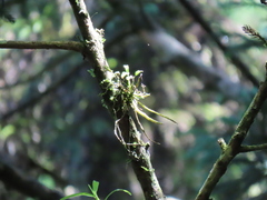 Dendrobium moniliforme
