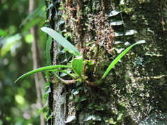 Bulbophyllum affine