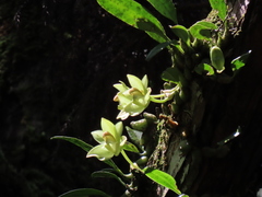 Bulbophyllum pectinatum