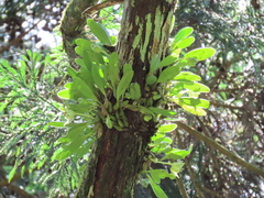 Bulbophyllum pectinatum