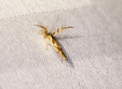Stathmopoda stimulata