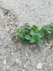 Urtica