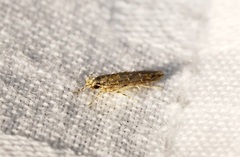 Metharmostis multilineata