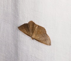 Plesiomorpha flaviceps