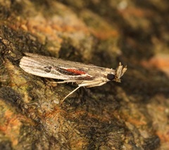 Pseudodavara haemaphoralis