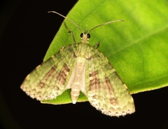 Sauris purpurotincta