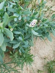Heliotropium curassavicum