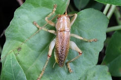 Ocellarnaca furcifera