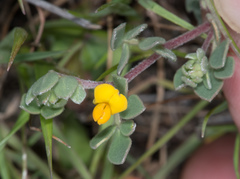 Acmispon wrangelianus