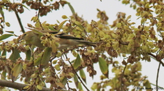 Spinus tristis