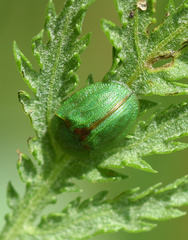 Cassida stigmatica