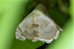 Somatina anthophilata