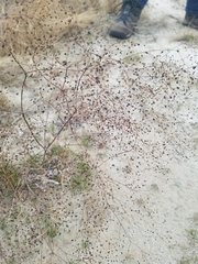 Eriogonum thurberi