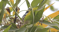 Setophaga nigrescens