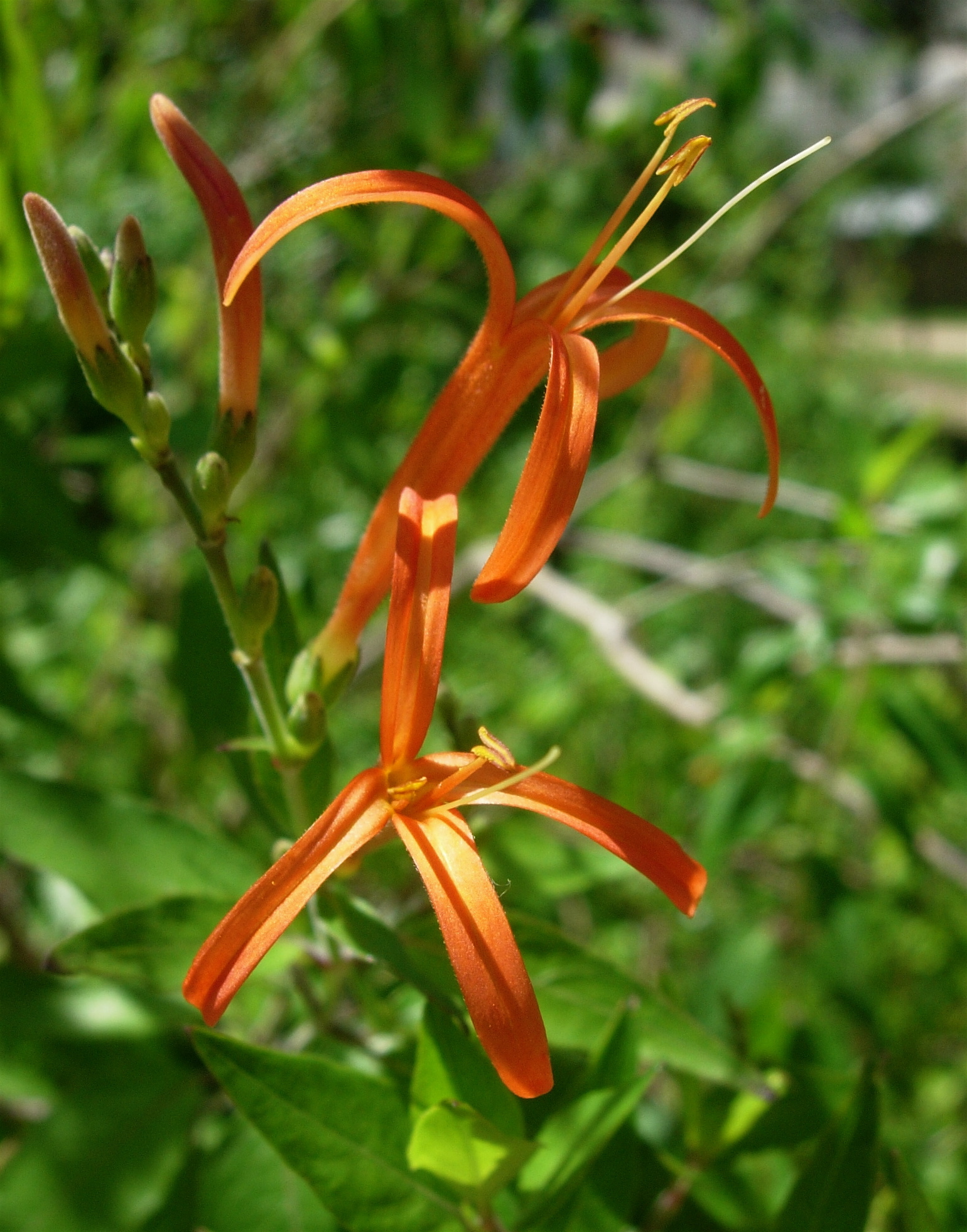 Anisacanthus
