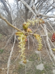 Populus fremontii