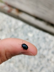 Chrysolina geminata