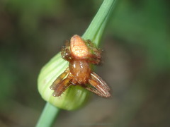 Araneus alsine