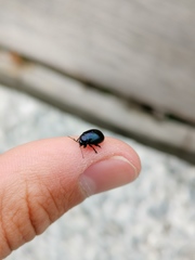 Chrysolina geminata