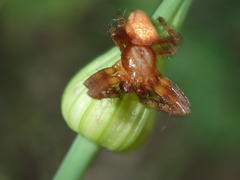 Araneus alsine