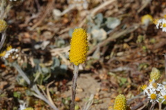 Angianthus tomentosus